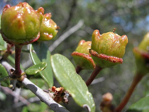 Bigpod ceanothus: Ceanothus megacarpus , Hepatic Gulch, Santa Monica Mountains, Los Angeles County, California.
