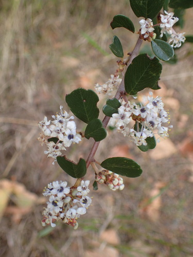 Bigpod ceanothus (Ceanothus megacarpus)