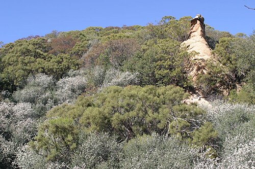 Bigpod ceanothus: Adenostoma sparsifolium and Ceanothus megacarpus , upper Stunt Canyon, Santa Monica Mountains