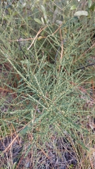 Littleleaf buckbrush (Ceanothus microphyllus)