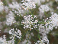 Littleleaf buckbrush (Ceanothus microphyllus)