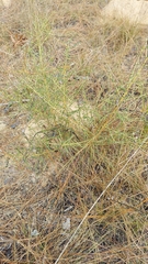 Littleleaf buckbrush (Ceanothus microphyllus)