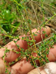 Littleleaf buckbrush (Ceanothus microphyllus)
