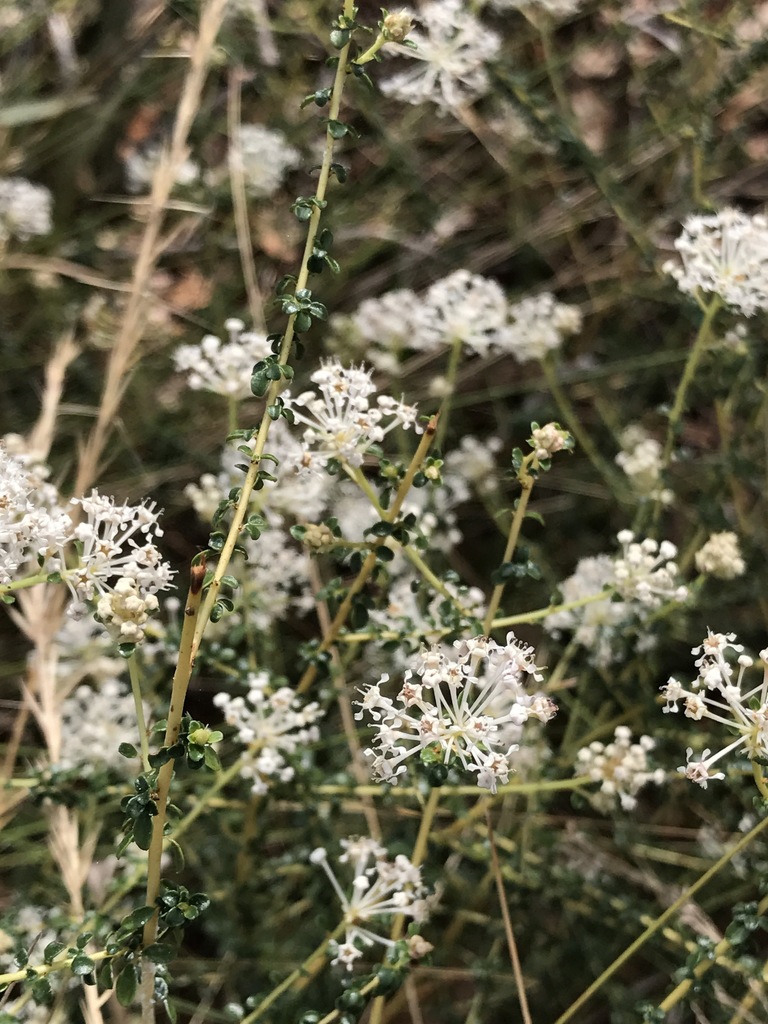 Littleleaf buckbrush (Ceanothus microphyllus)
