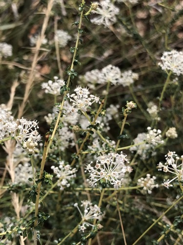 Littleleaf buckbrush (Ceanothus microphyllus)