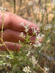 Littleleaf buckbrush (Ceanothus microphyllus)
