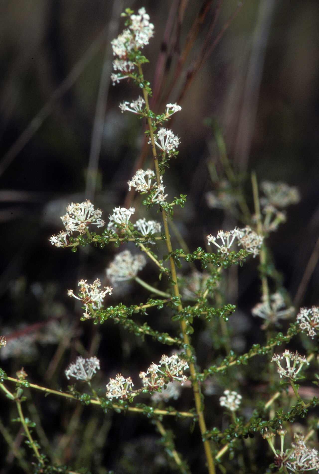 Littleleaf buckbrush: Ceanothus microphyllus Morningside Nature Center, Gainesville, Florida, USA. Apr 1993.