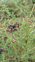 Littleleaf buckbrush (Ceanothus microphyllus)