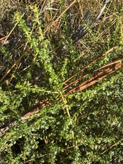 Littleleaf buckbrush (Ceanothus microphyllus)