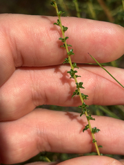 Littleleaf buckbrush (Ceanothus microphyllus)
