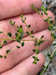 Littleleaf buckbrush (Ceanothus microphyllus)