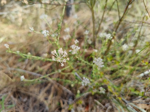 Littleleaf buckbrush (Ceanothus microphyllus)