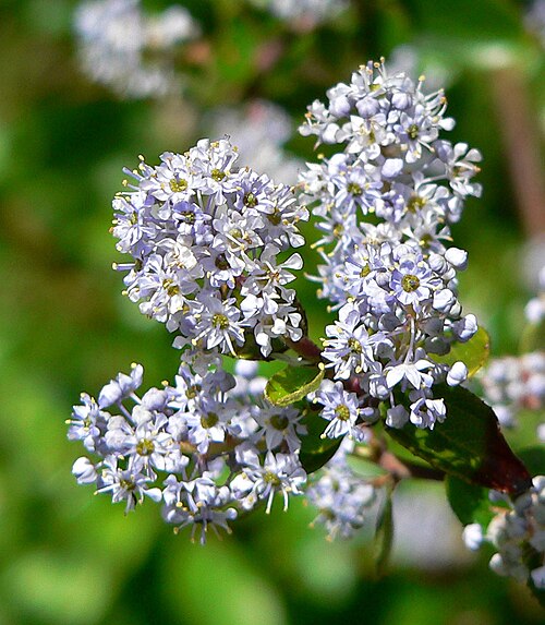 Hairy ceanothus: Photo of Ceanothus sorediatus — Ceanothus oliganthus at the Regional Parks Botanic Garden , Berkeley, California