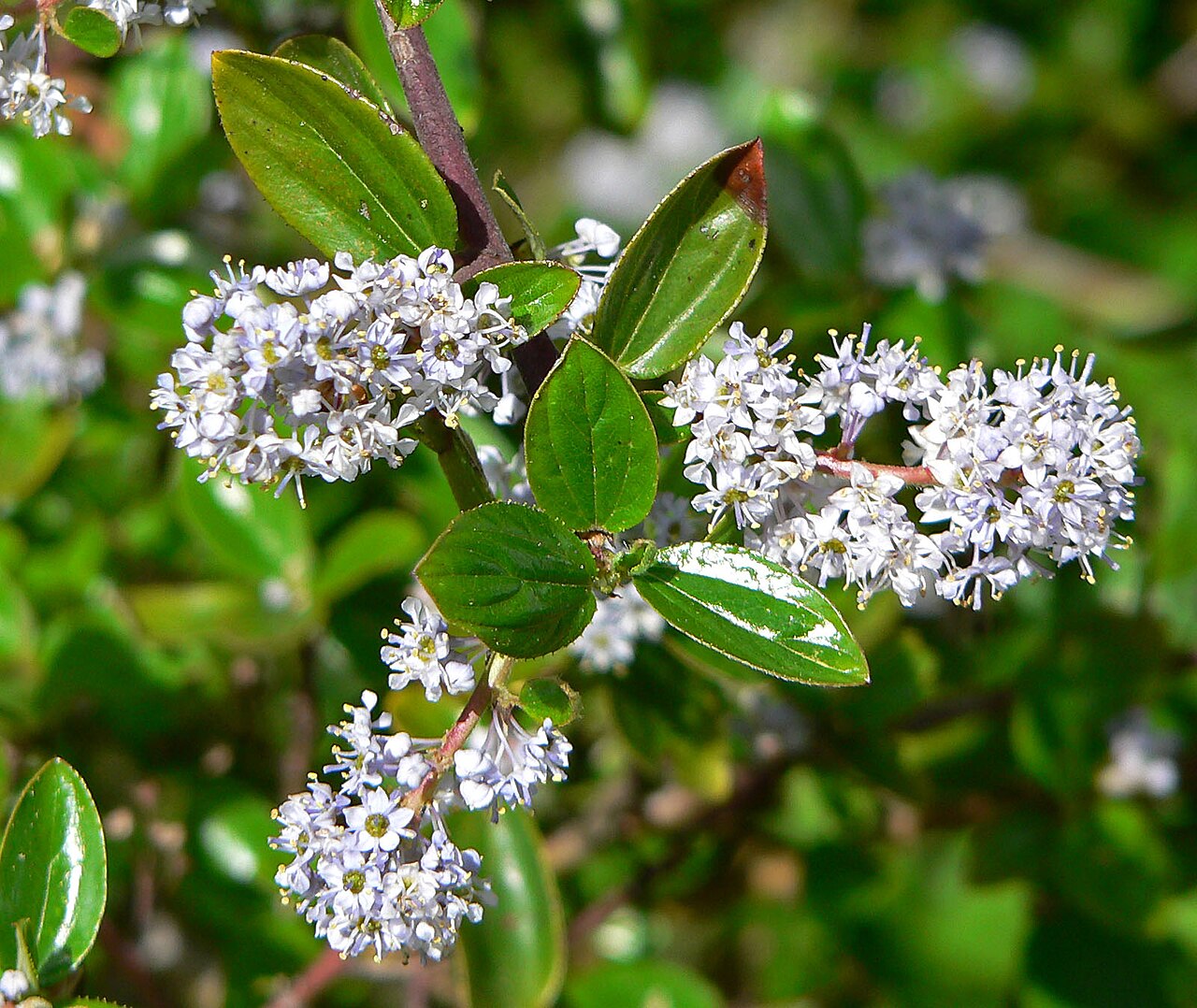 Hairy ceanothus: Photo of Ceanothus sorediatus at the Regional Parks Botanic Garden , Berkeley, California