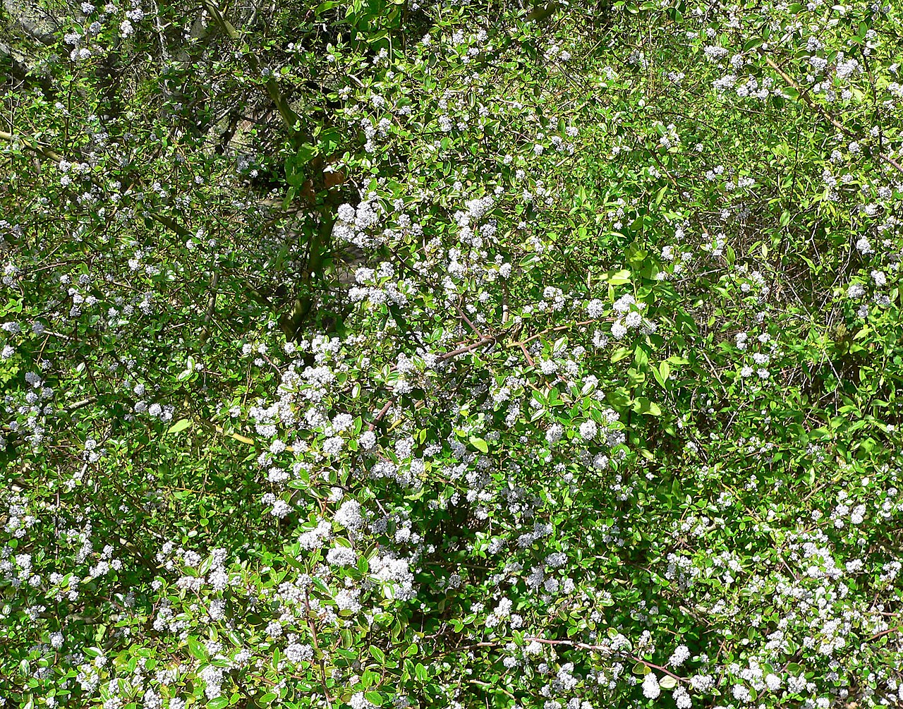 Hairy ceanothus: *Photo of Ceanothus sorediatus at the Regional Parks Botanic Garden , Berkeley, California