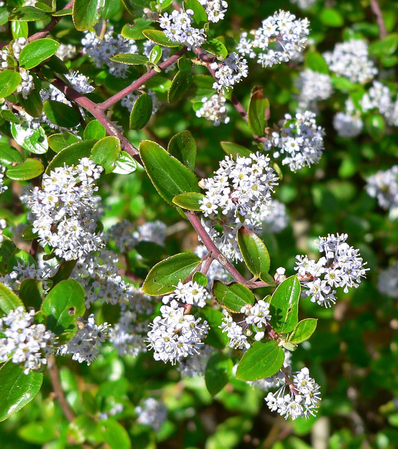 Hairy ceanothus (Ceanothus oliganthus)