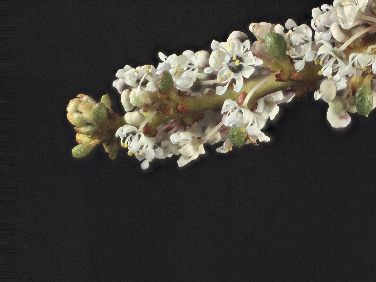 Vail Lake ceanothus: Ceanothus ophiochilus—Vail Lake ceanothus. Included in the CNPS Inventory of Rare and Endangered Plants on list 1B.1 (rare, threatened, or endangered in CA and