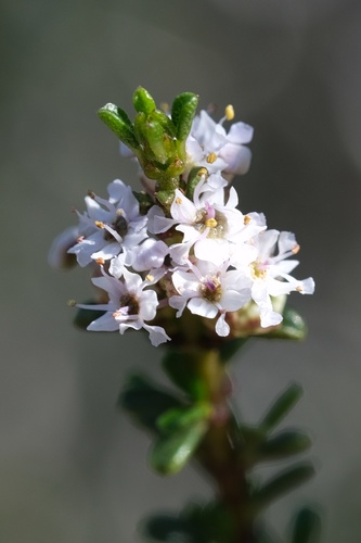 Vail Lake ceanothus (Ceanothus ophiochilus)