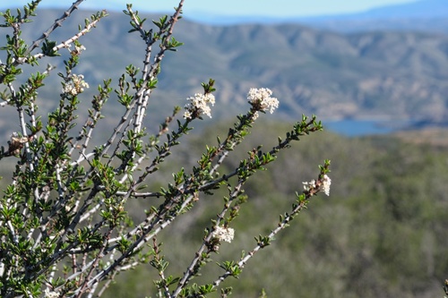 Vail Lake ceanothus (Ceanothus ophiochilus)