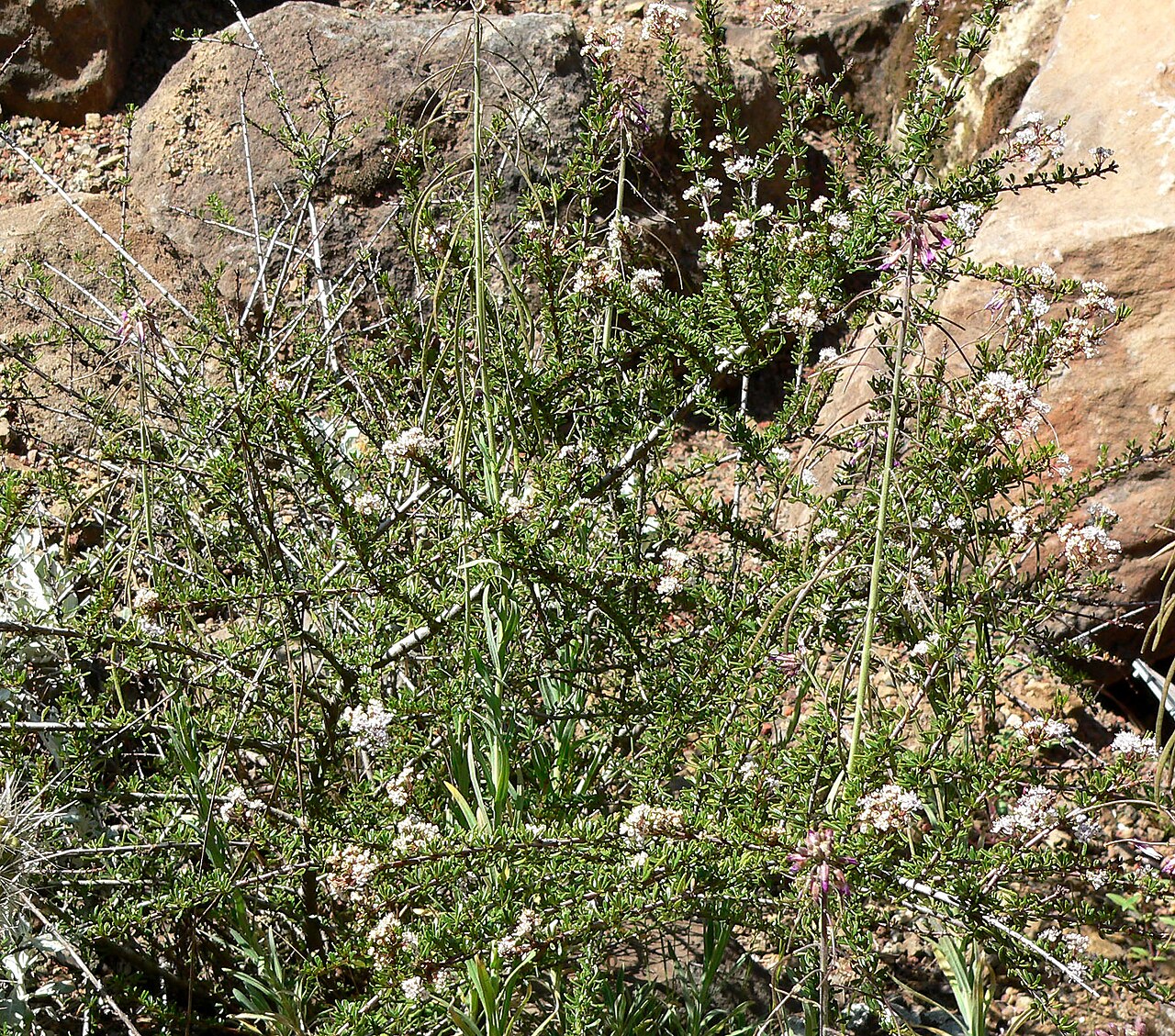 Vail Lake ceanothus: Photo of Ceanothus ophiochilus at the Regional Parks Botanic Garden , Berkeley, California