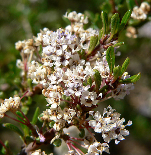 Vail Lake ceanothus: Photo of Ceanothus ophiochilus at the Regional Parks Botanic Garden , Berkeley, California