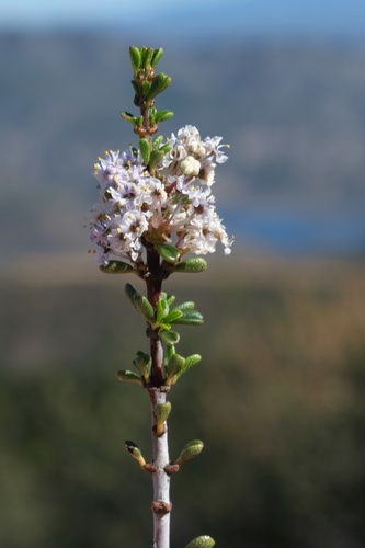 Vail Lake ceanothus (Ceanothus ophiochilus)
