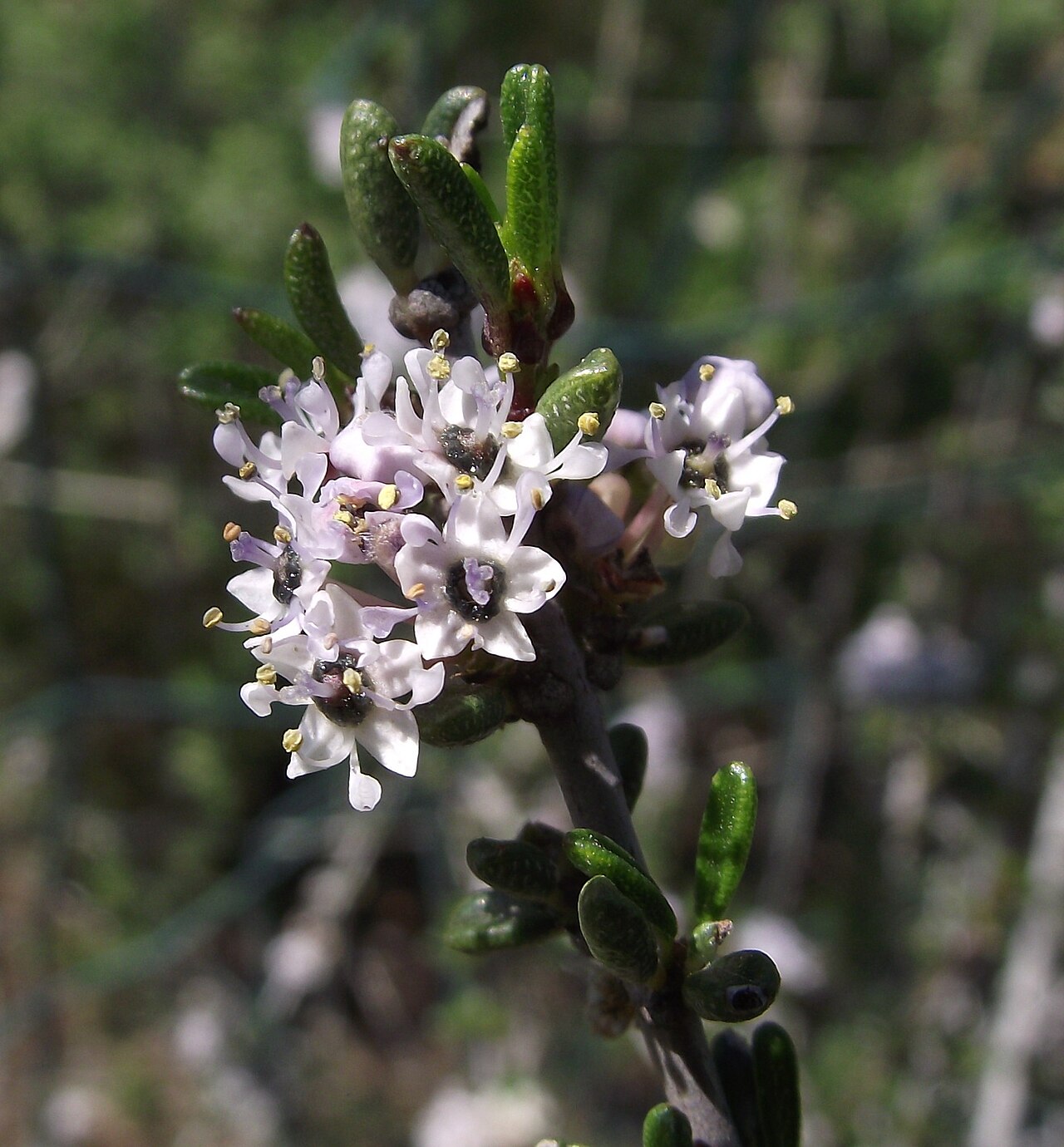 Vail Lake ceanothus: Ceanothus ophiochilus — Vail Lake ceanothus. At the San Diego Zoo Safari Park (San Diego Wild Animal Park), California, USA. Identified by sign.