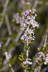 Vail Lake ceanothus (Ceanothus ophiochilus)