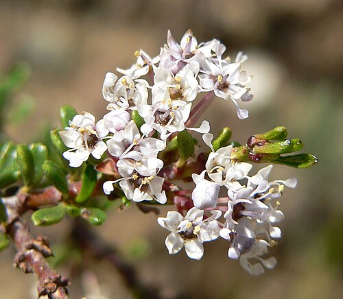 Vail Lake ceanothus (Ceanothus ophiochilus)