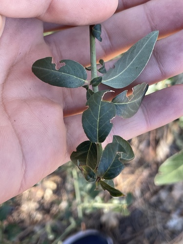 Palmer ceanothus (Ceanothus palmeri)