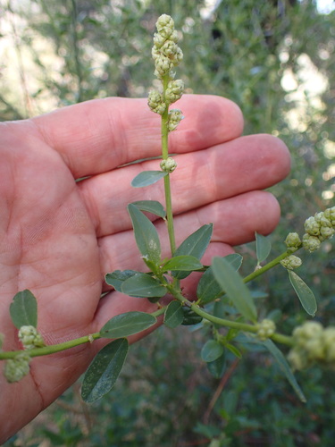 Palmer ceanothus (Ceanothus palmeri)