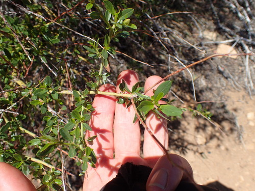 Palmer ceanothus (Ceanothus palmeri)