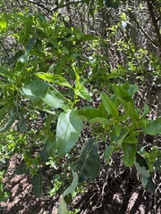 Palmer ceanothus (Ceanothus palmeri)