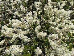 Palmer ceanothus (Ceanothus palmeri)