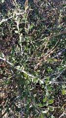 Palmer ceanothus (Ceanothus palmeri)