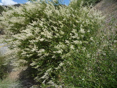 Palmer ceanothus (Ceanothus palmeri)