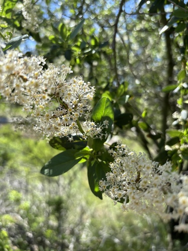 Palmer ceanothus (Ceanothus palmeri)