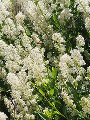 Palmer ceanothus (Ceanothus palmeri)