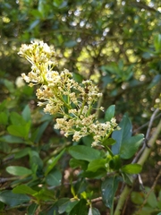 Palmer ceanothus (Ceanothus palmeri)