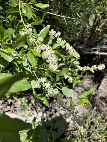 Palmer ceanothus (Ceanothus palmeri)