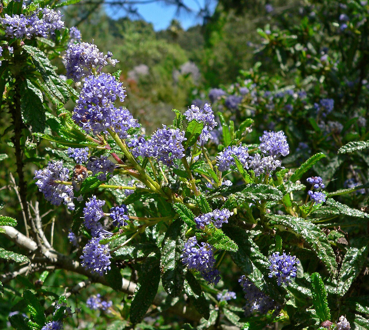 Wartleaf ceanothus: Ceanothus papillosus at the University of California Botanical Garden , Berkeley, California