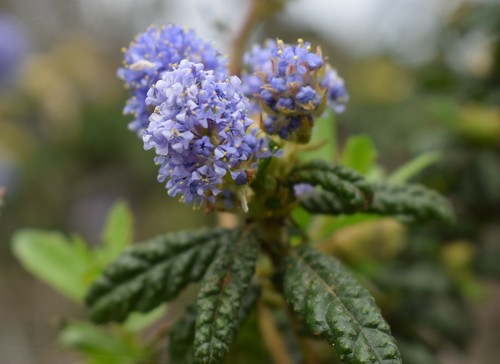 Wartleaf ceanothus (Ceanothus papillosus)
