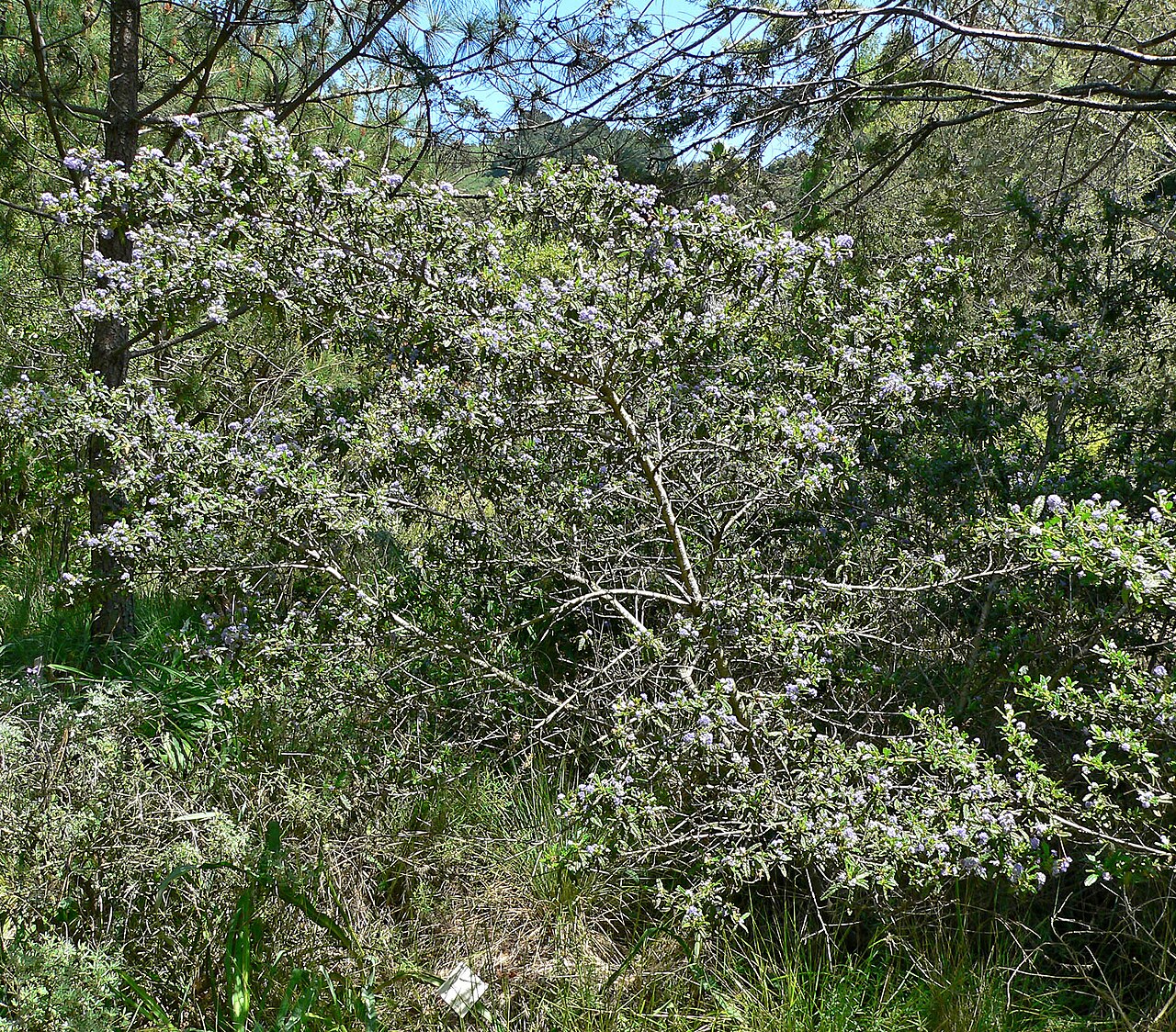 Wartleaf ceanothus: Ceanothus papillosus at the University of California Botanical Garden , Berkeley, California