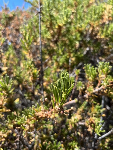 Wartleaf ceanothus (Ceanothus papillosus)