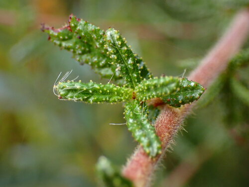 Wartleaf ceanothus (Ceanothus papillosus)