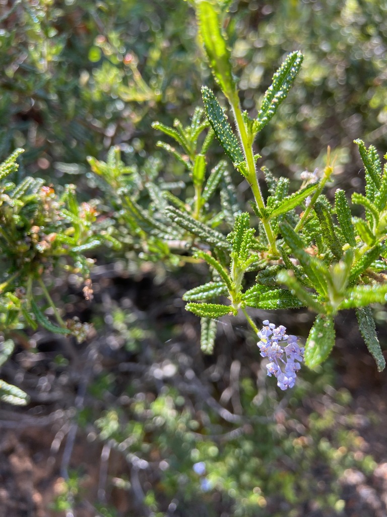 Wartleaf ceanothus (Ceanothus papillosus)