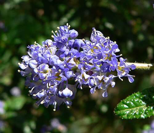 Wartleaf ceanothus: Ceanothus papillosus — wartleaf ceanothus. At the University of California Botanical Garden , Berkeley, California.