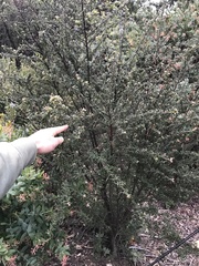 Wartleaf ceanothus (Ceanothus papillosus)