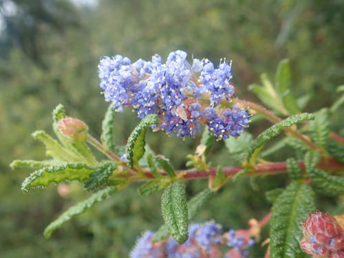 Wartleaf ceanothus (Ceanothus papillosus)