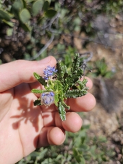 Wartleaf ceanothus (Ceanothus papillosus)